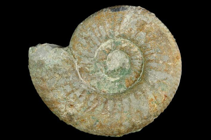 Ammonite (Orthosphinctes) Fossil - Germany #125617